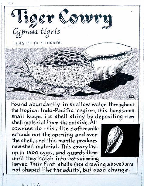 Tiger Cowry (Cypraea tigris) Tiger Cowrie Shell, Marine Science, Water Creatures, Biology Facts, Fashion Design Template, Cowry Shell, Tiger Illustration, Sea Snail, Marine Biologist