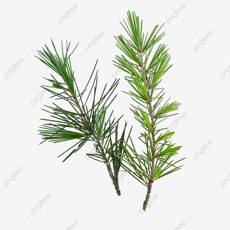 Cartoon Leaf, Pine Leaves, Leaves Png, Pine Leaf, Leaf Photography, Merry Christmas Background, Fallen Leaves, Spring Landscape, Poster Design Inspiration