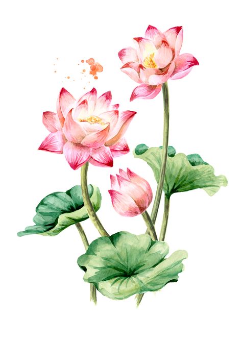 Lotus Flower Drawing Design, Lotus Drawing Art, Lotus Flower Painting Watercolors, Lotus Watercolor Painting, Lotus Flower Watercolor, Flower Art Watercolor, Doodle Zen, Abstract Lotus, Lotus Artwork