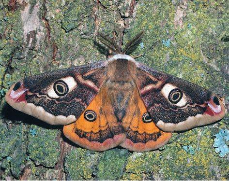 Emperor Moth, Cute Moth, Moth Caterpillar, Cool Bugs, Moth Tattoo, Beautiful Bugs, Creepy Crawlies, Arthropods, Animal Facts