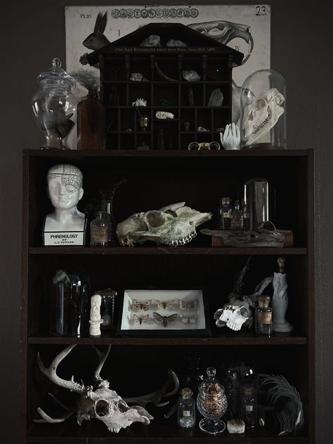 Cabinet of curiosities Cabinet Of Curiosity, Curiosity Cabinet, Moody Decor, Whimsy Goth, Goth Home, Cabinet Of Curiosities, Curio Cabinet, Dark Academia Aesthetic, Spooky Decor