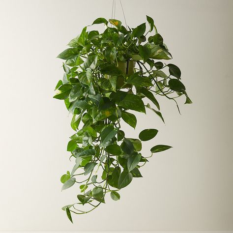 Pachira Aquatica, Balcony Plants, Pothos Plant, Plant Aesthetic, Low Maintenance Plants, Plant Mom, Décor Diy, Outdoor Garden Furniture, My New Room