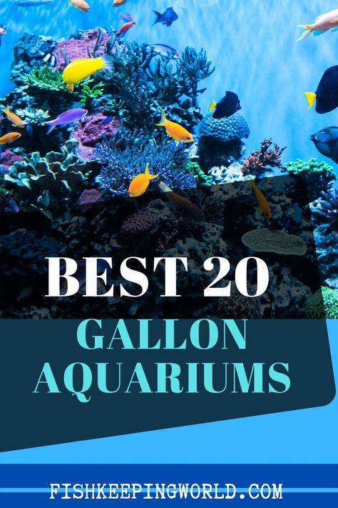 Sharing with you best gallon aquariums. A gallon fish tank or aquarium is perfect for new aquarists; it’s large enough to have a nice selection of fish, yet small enough to maintain. In this pin, we will talk you through some of the best gallon tanks, explain how to set them up, give you stocking suggestions, and more. #gallontanks #aquarium #fishkeeping 20 Gallon Fish Tank Ideas, 20 Gallon Fish Tank, Aquariums Ideas, Fish Tanks Ideas, Cool Aquariums, Fish For Beginners, 20 Gallon Aquarium, Fish Keeping, Fish Tank Ideas