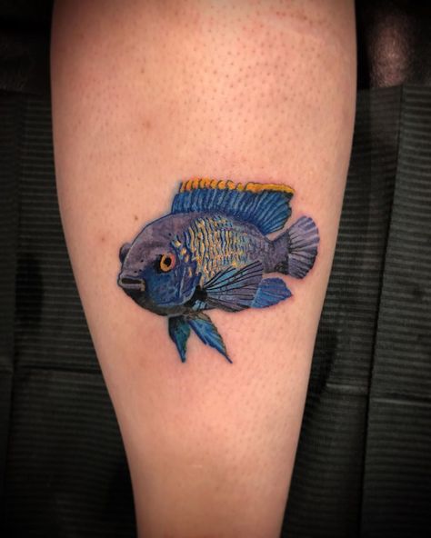 Greg Linton on Instagram: “Super fun Blue Acara on this lovely ladies leg this morning. #blueacara #tropical #fish #sealife #ocean #fishfriend #acara #aquatic…” Freshwater Fish Tattoo, Tropical Fish Tattoo, Tetra Fish, Blue Tang Fish, Koi Tattoo Design, Cichlid Fish, Koi Tattoo, Amazing Tattoos, Fish Tattoo