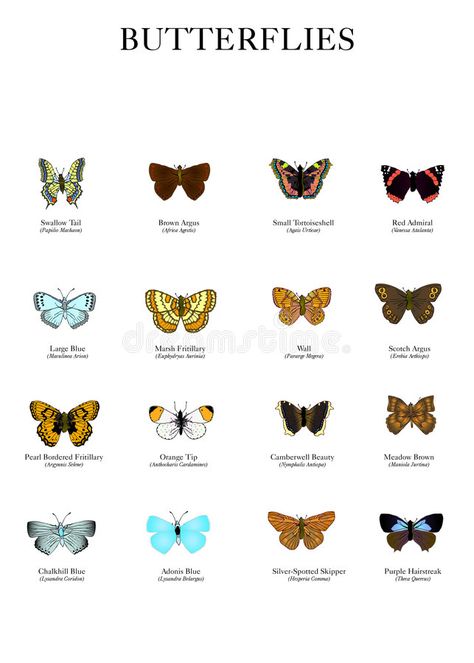 Butterflies With Meaning, Types Of Butterflies Chart, Types Of Butterflies Meaning, Different Butterfly Meanings, Butterfly Names With Meaning, Names That Mean Butterfly, Names Meaning Butterfly, Butterflies Names, Butterfly Tattoo With Name