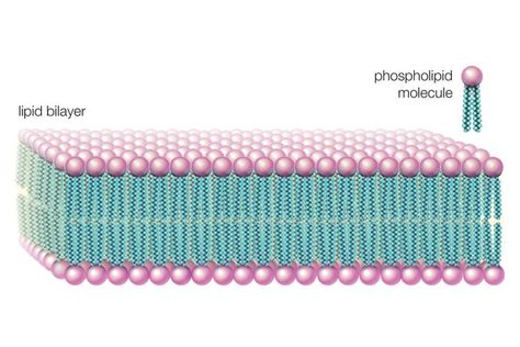 How Phospholipids Help Hold a Cell Together Phospholipid Bilayer, Lipid Bilayer, Cell Biology Notes, Plant Cell Model, What Is Cell, Prokaryotic Cell, Gram Negative Bacteria, Cell Model, Cells Activity