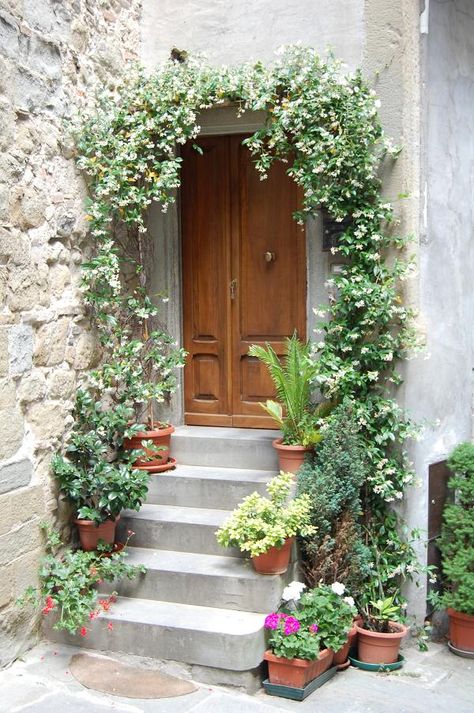 Serenity Nursery Blog: Social Climbers Star Jasmine Trellis, Studio Entrance, Door Pergola, Front Door Plants, Nice Garden, Chinese Star, Garden Tags, Jasmine Plant, Garden Growing