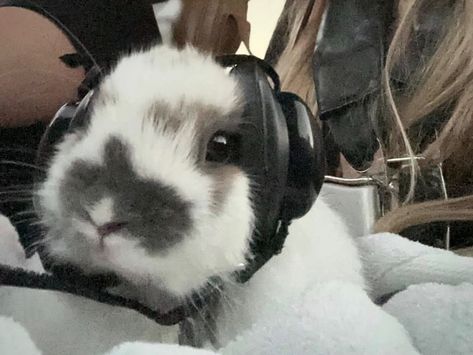 Wearing Headphones, Cute Bunny Pictures, Bunny Pictures, Silly Animals, Baby Bunnies, Discord Server, Cute Little Animals, 귀여운 동물