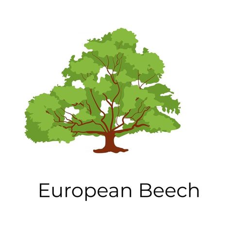 Beech Tree, Vector Art, Vector Free, This Is Us, Herbs, For Free, Clip Art