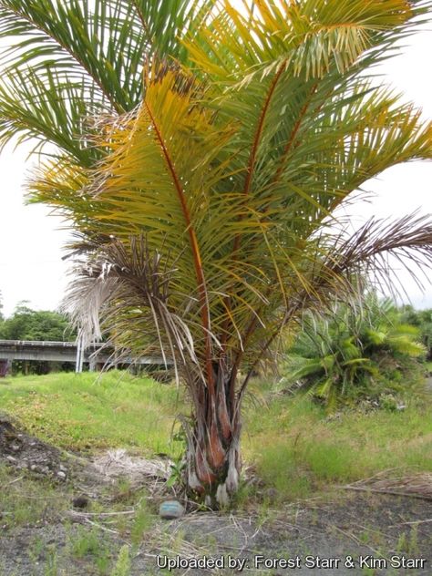 Raphia farinifera Raffia Palm, Tropical Africa, Lesser Antilles, Blog Pictures, Unique Trees, New Leaf, Horticulture, Palm Trees, Soil