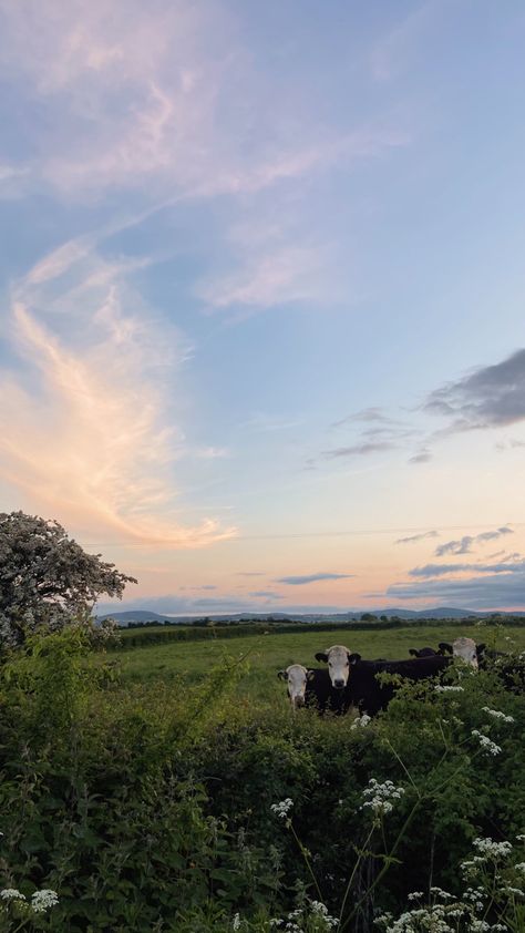 cows, landscape, Ireland, countryside, blue skies, farm, aesthetic, sunset County Side Aesthetic, Summer Aesthetic Countryside, Virginia Summer Aesthetic, Ireland Summer Aesthetic, Blue Country Aesthetic, Soft Country Aesthetic, Cows Landscape, Ireland Farm, County Aesthetic