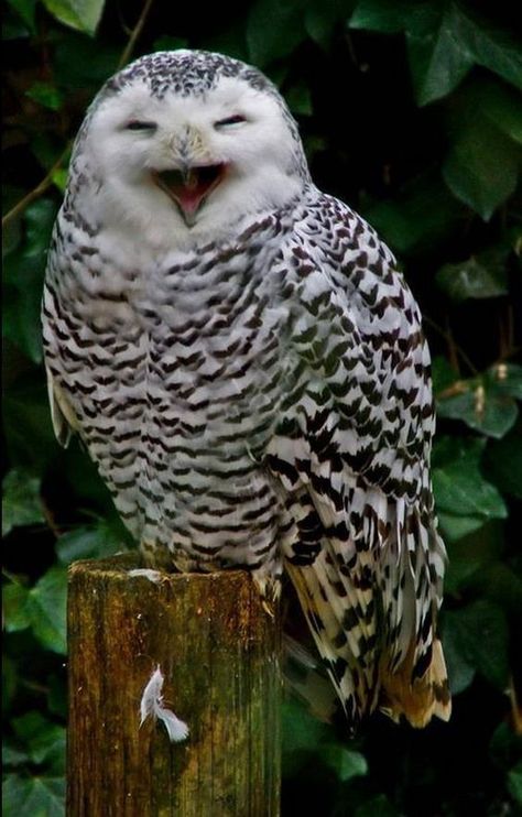 Beautiful Owls, Owl Photography, Owl Images, Funny Owls, Owl Photos, Owl Pictures, Beautiful Owl, Owl Bird, Bird Pictures