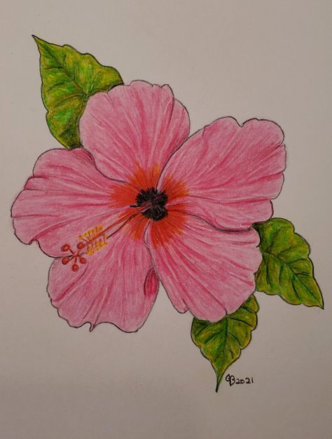 Pink Color Pencil Drawing, Colored Flowers Drawing, Aesthetic Colored Pencil Drawings, Colorful Flower Drawing, Flower Drawing Color, Flower Drawings With Color, A Flower Drawing, Draw Sea Animals, Flower Writing