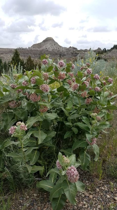 Desert Milkweed, Showy Milkweed, Milkweed Garden, Mexico Garden, Butterfly Food, Native Landscaping, Special Plants, Milkweed Seeds, Garden 2023