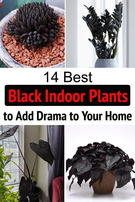 Discover the names of the 14 best Black Indoor Plants--These houseplants are stunning and have the power to add a sense of drama to your interior! Indoor Goth Garden, Shade House Plants, Dark Indoor Plants, Gothic Indoor Plants, Gothic House Plants, Dark House Plants, Goth House Plants, Black Plants Indoor, Gothic Plant Decor