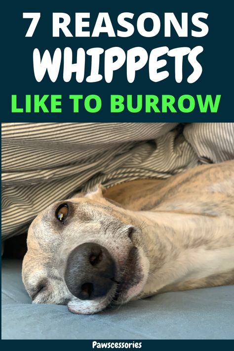 In this post you’ll discover: 7 real reasons why whippets burrow, When your whippets burrowing becomes concerning, 4 tips to help reduce how much your whippet burrows (Tip #1 is the most important!), And much, much more. Blue Whippet, Whippet Puppies, Out Of The Blue, Happy Memories, Whippet, Dog Bed, Dogs, Blue