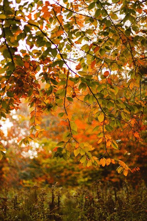 Alexandra Gallagher, Tis Autumn, Autumn Images, Nature Details, October Country, Autumn Magic, Pretty Landscapes, Soft Autumn, Halloween Aesthetic