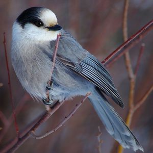 Grey Jay Tattoo, Eurasian Jay Tattoo, Canada Jay, Realism References, Grey Jay, Jay Tattoo, Female Blue Jay, Gray Jay, Eurasian Jay