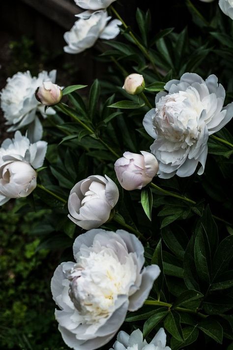 White Peony Aesthetic, White Peonies Aesthetic, White Peonies Wallpaper, Homestead Landscape, White Peonies Garden, Peony Bushes, Summer Flower Garden, Peonies Wallpaper, Big White Flowers