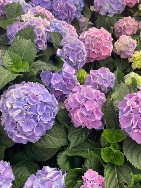 Hydrengas Aesthetic, The Prettiest Flowers, Hydrangeas Flowers, Aesthetic Hydrangea, Purple Hydrangea Aesthetic, Hyancith Flower Aesthetic, Flower Hydrangea, Hydrangea Aesthetic Wallpaper, Purple Hydrangeas