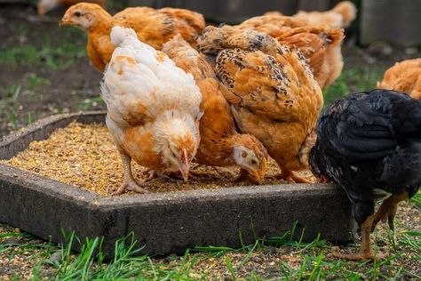 Social Hierarchy, Feeding Chickens, Chicken Pecking, Chicken Flock, Homesteading Animals, Raising Chicks, Pecking Order, Poultry Feed, Chicken Eating