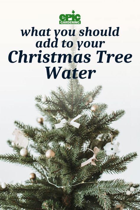 Christmas tree with light gold decorations Christmas Tree Care, Christmas Tree Water, How To Make Water, Live Christmas Trees, Winter Gardening, Live Tree, How To Make Christmas Tree, Greenhouse Plans, Holiday Decor Ideas