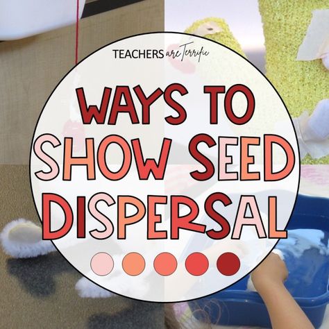 Seed Dispersal Anchor Chart, Seed Dispersal Project, Seed Lessons For Kids, Seed Unit Study, Seed Dispersal Activity, Dispersal Of Seeds, Seed Experiment, Treehouse Schoolhouse, Backyard Science