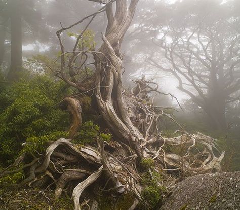 gnarled tree / spooky Gnarled Tree, Yakushima, Tree Tunnel, Pinterest Garden, Twisted Tree, Mystical Places, Detroit Institute Of Arts, Mystical Forest, Rock Face