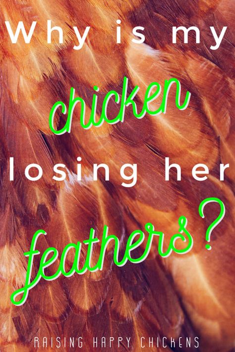 Chickens Losing Feathers, Raising Chickens 101, Easter Egger Chicken, Chickens In The Winter, Chicken Diet, Hobby Farming, Easter Eggers, Clean Chicken, Chicken Health