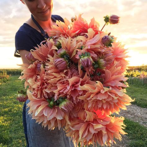 My new favorite dinner-plate Dahlia 'Sherwood's Peach', getting her turn in front of the camera tonight. This epic photo was captured by @copterchris. Wait until you see what he got with the big camera #farmerflorist #dsfloral #floretbulbs Dahlias Garden, Flower School, Flower Farmer, Cut Flower Garden, No Rain, Breath Of Fresh Air, Flower Farm, Flowers Nature, Beautiful Blooms