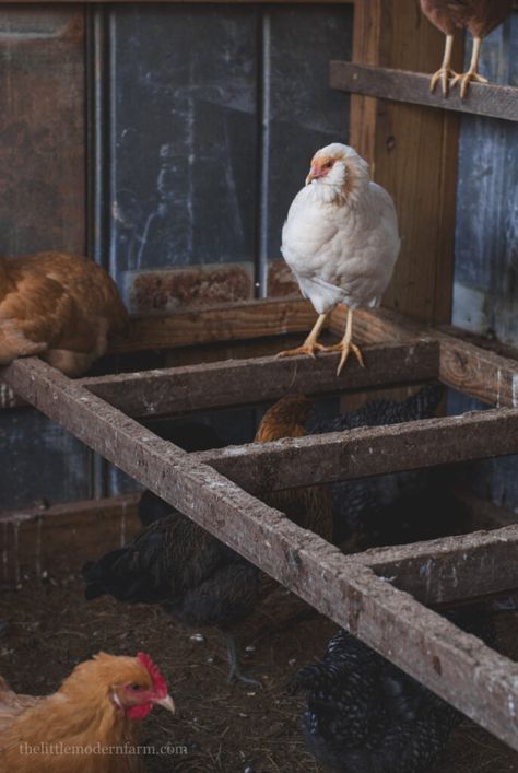 Diy Chicken Roost Ladder, Chicken Perch Ideas, Small Chicken Breeds, Largest Chicken Breed, Raising Chickens 101, Chicken Ladder, Old Wood Ladder, Chicken Coop Building Plans, Bantam Breeds