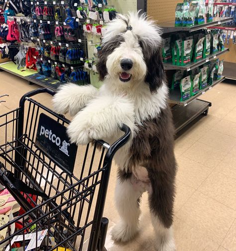 Just getting my shopping done IG@ Amora_that_doodette Sheepadoodle Mini, Black Doodle Dog, Mini Sheepadoodle Full Grown, Saintberdoodle Puppies, Sheepadoodle Puppy, Poodle Mix Dogs, Goodlendoodle Full Grown, Puppy Time, Cutee Animals