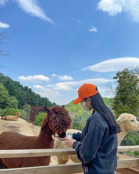 Alpaca World: Take An Alpaca On A Walk In Korea's Largest Alpaca Ranch Alpaca Images, Nami Island, Andermatt, In The Zoo, Admission Ticket, Flock Of Birds, World Images, Close Image, Exotic Pets