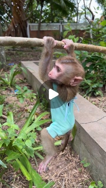 Monkey Wearing Clothes, Baby Monkeys Cutest, Monkey Humor, Funny Monkey Videos, Baby Monkey Videos, Rhesus Monkey, Dancing Monkey, Monkey Funny Videos, Monkey Videos