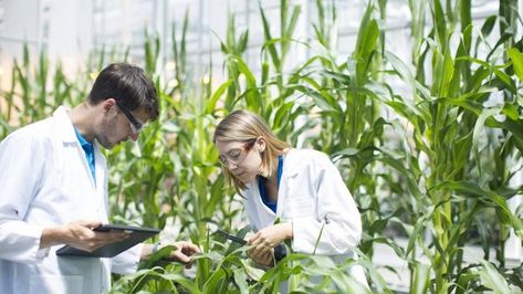 The global agricultural biotechnology market is expected to reach USD 72 billion, expanding at a CAGR of around 8% during the forecast period 2020 – 2026. Agricultural Biotechnology, Agricultural Engineering, Nitrogen Fixation, Agricultural Sector, Plant Tissue, Genetic Engineering, Agricultural Science, Green Environment, Genetic Testing