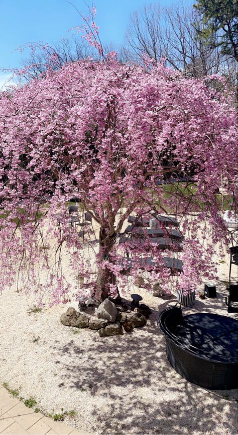 Cherry blossom tree in a bed of whote stones #tree #cherryblossoms #flowers #backyard #botanical Tree In House, Flowers Backyard, Blossom Tree, Cherry Blossom Tree, Cherry Tree, House Inspiration, Cherry Blossom, Blossom, Cherry