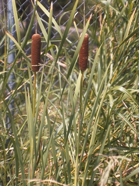 Typha latifolia (Broadleaf cattail) | NPIN Broadleaf Cattail, Typha Latifolia, Lady Bird Johnson Wildflower Center, Seed Collection, University Of Texas At Austin, Lady Bird Johnson, Seed Bank, Plant Images, Invasive Species