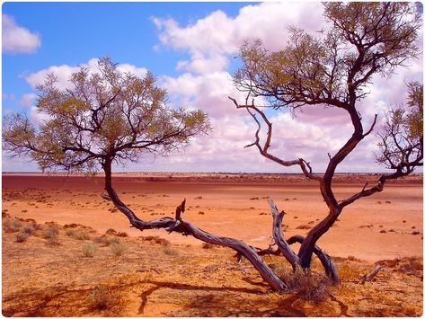 Australian Landscaping, Australian Desert, Australia Landscape, Australian Trees, Australian Photography, Outback Australia, Colorful Landscape, Camping Experience, South Australia