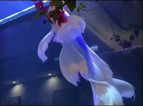 X \ Figen على X: "Platinum Butterfly Koi Carp It is an ornamental fishnotable for their elongated finnage. https://t.co/P06m0UZjeA" Pretty Koi Fish, Butterfly Koi, No Thoughts, Pretty Fish, Koi Carp, White Butterfly, Anime Crossover, Koi Fish, Past Life