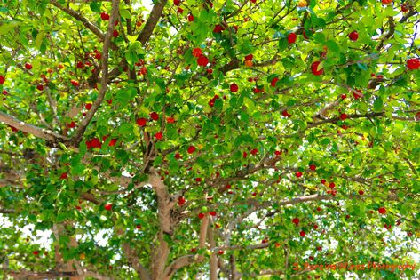 https://flic.kr/p/FHjzHR | PItanga Tree, El Salvador | SN/NC: Eugenia Uniflora, Myrtaceae Family Some common names Pitanga, Surinam cherry, Brazilian cherry, Cayenne cherry or Cerisier Carré is a plant in the family Myrtaceae, Acerola Cherry Tree, Trees With Fruits, Surinam Cherry, Nanking Cherry Tree, Salvadora Persica Trees, Fruit Tree Grove, Salvador Food, Brazilian Cherry, Astringent