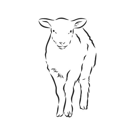 Sheep Aesthetic Drawing, Lamb Line Drawing, Lamb Face Drawing, Sheep Line Art, How To Draw A Sheep, Lamb Line Art, Sheep Drawing Simple, Lamb Outline, Lamb Doodle