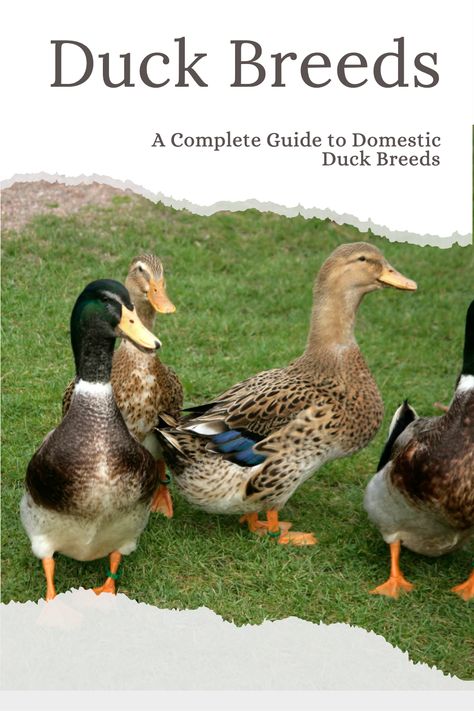 ​Choosing the right duck breed for your farm and family is important.  You want to make sure that you purchase the breed that is most suitable for your setup and provides you with the meat or eggs that you want. Learn about different Duck Breeds. Duck Pens, Types Of Ducks, Backyard Ducks, Duck Breeds, Raising Ducks, Muscovy Duck, Urban Chickens, Pet Ducks, Duck House