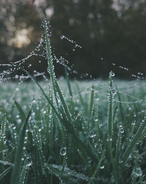 Nature Photography Inspiration, Photography Inspiration Nature, Vsco Photography, Nature Spring, Internet Marketing Strategy, And So It Begins, Spider Webs, Morning Dew, Dark Winter