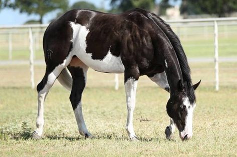 Pinto Horses, Coat Ideas, Horse Markings, Horse Coat Colors, American Paint Horse, Paint Horses, Black Splash, Pinto Horse, Horse Inspiration