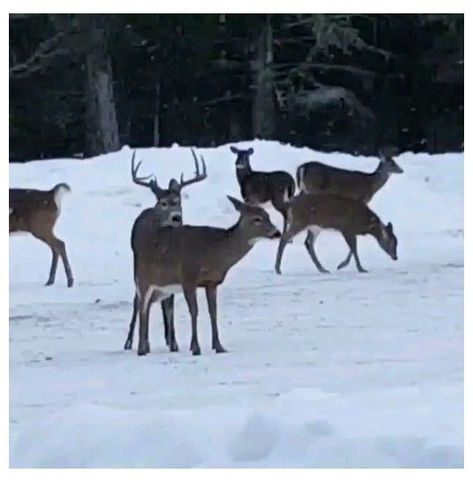 Wait for it!😂 #mule #deer #hunting #videos Oops he lost his antlers LOL Deer Video, Deer Hunting Videos, Funny Hunting Pics, Deer Hunting Humor, Hunting Jokes, Mule Deer Hunting, Whitetail Deer Pictures, Hunting Videos, Whitetail Deer Hunting