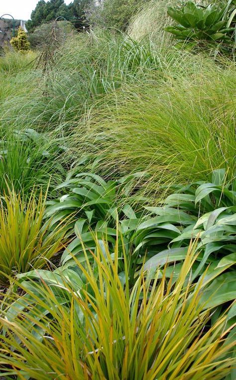 Award Winning Garden | NZ native grasses in a mixed planting | The Plant Company Entrance Steps, House Garden Landscape, Native Plant Gardening, Grasses Landscaping, Garden Idea, Coastal Gardens, Landscape Architecture Design, Front Lawn, Landscape Architects