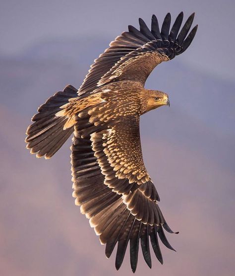 Golden Eagle Aesthetic, Philippine Eagle Flying, Golden Eagle Photography, Golden Eagle Flying, Roman Eagle, Philippine Eagle, Aigle Royal, Eagle Flying, Eagle In Flight