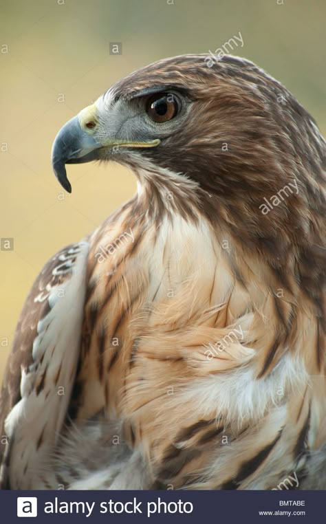 Bird Expressions, Hawk Images, Redtailed Hawk, Hawk Wallpaper, Hawk Aesthetic, Hawk Photography, Redtail Hawk, Hawk Photos, Hawk Bird