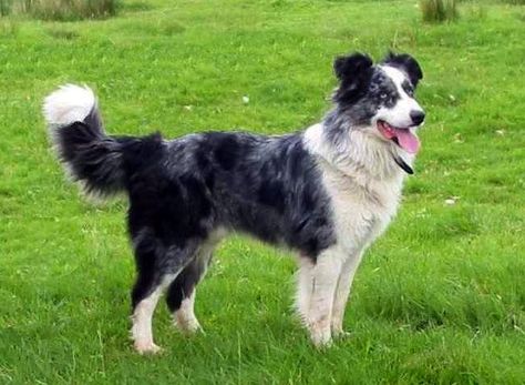 welsh sheepdog photo | Welsh_Sheepdog. | Welsh Sheepdog Welsh Sheepdog, Scotch Collie, Dog Types, English Shepherd, Sled Dog, Rough Collie, Collie Mix, Herding Dogs, Australian Shepherds