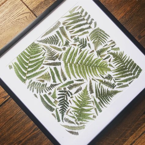 Hand picked and hand pressed ferns in a 21 inch frame Pressed Fern Art, Nature Crafting, Framed Floral Art, Pressed Plants, Pressed Flowers Diy, Fern Art, Pressed Fern, Earth Projects, Dried Plants